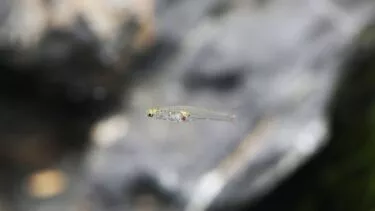 Danionella cerebrum