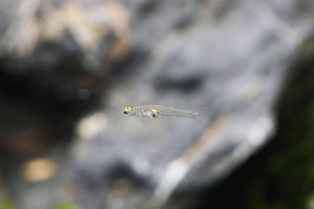 Danionella cerebrum
