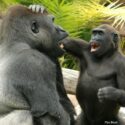 En gorilla har sin hånd på en anden gorillas hoved, mens de begge åbner munden