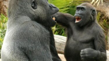 En gorilla har sin hånd på en anden gorillas hoved, mens de begge åbner munden
