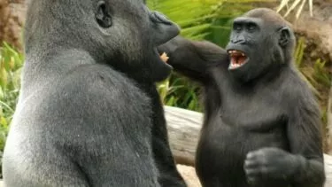 En gorilla har sin hånd på en anden gorillas hoved, mens de begge åbner munden