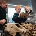 En dreng, en mand og en kvindelig museumsansat ser på knogler fra et dyr