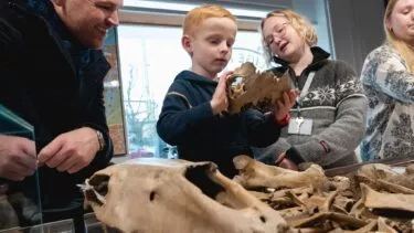 En dreng, en mand og en kvindelig museumsansat ser på knogler fra et dyr