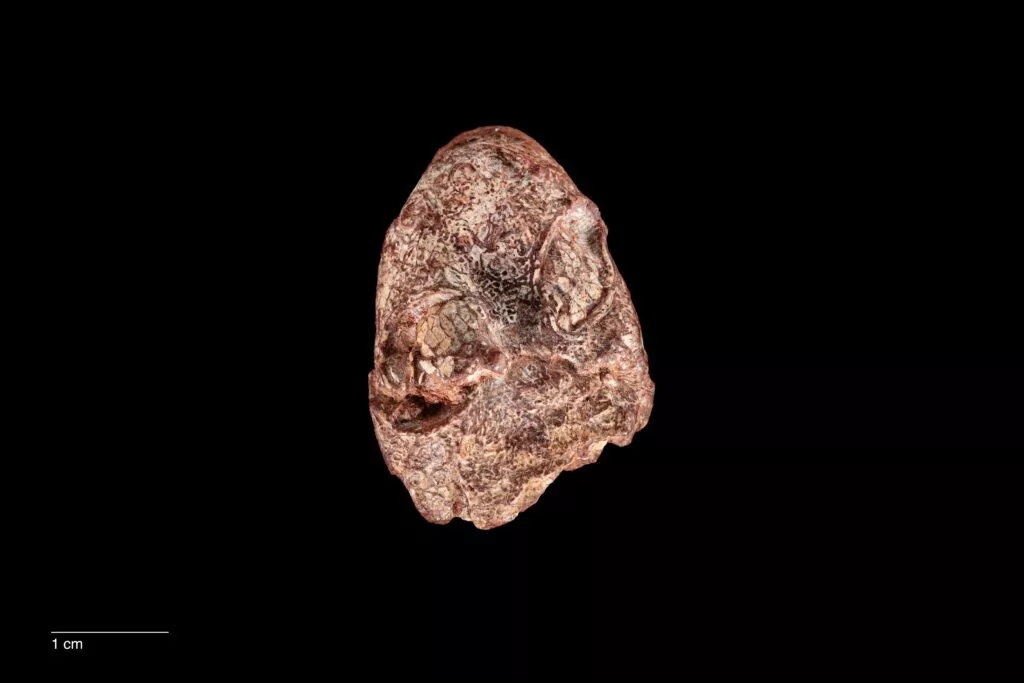Kermitops Fossil