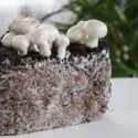 svampe mycelium