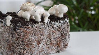 svampe mycelium