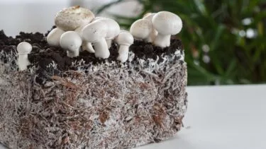 svampe mycelium