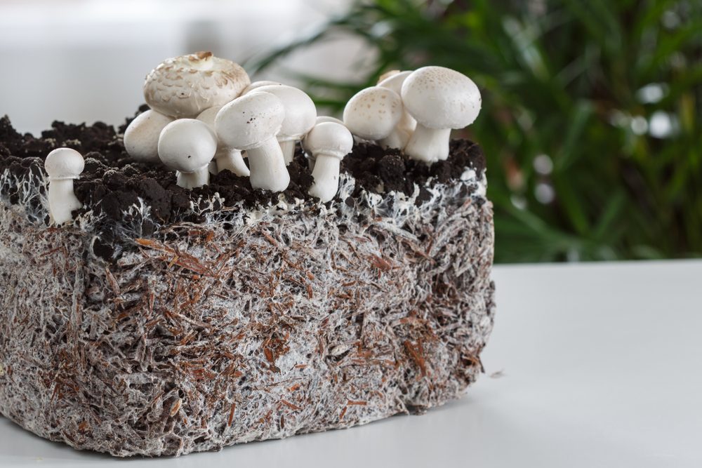 svampe mycelium