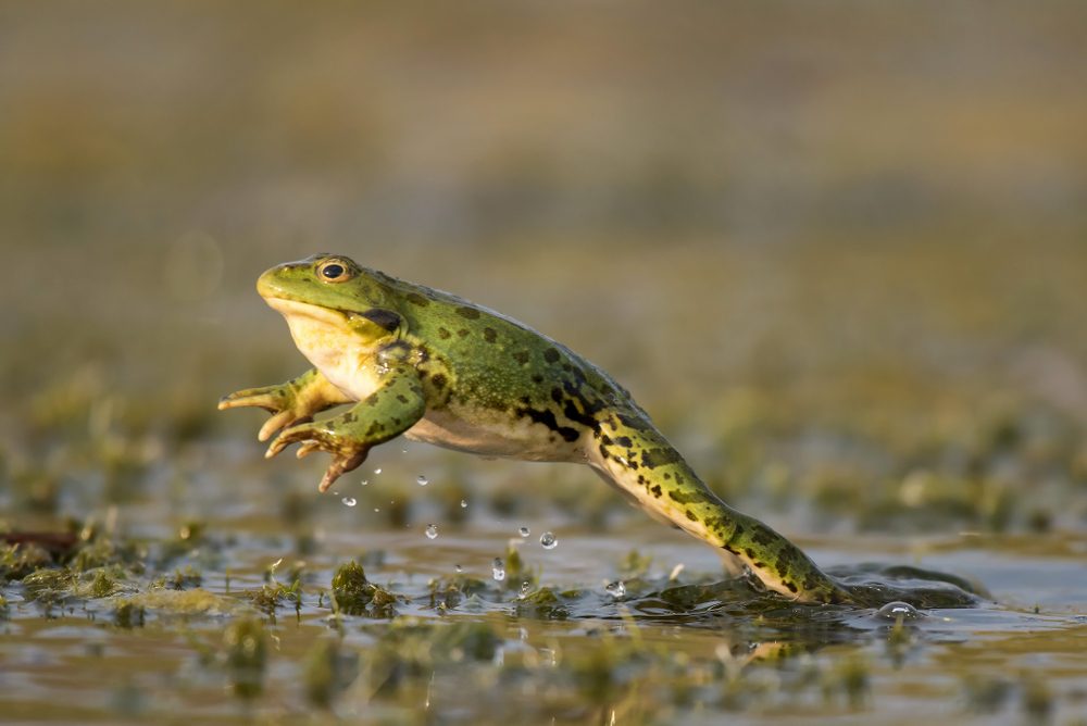 En frø der hopper