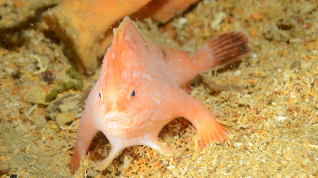 håndfisk