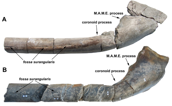 De opdagede fossiler