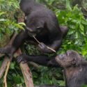 Chimpanser hænger i et træ og bruger en træpind for at få honning ud
