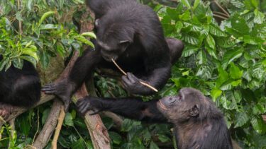 Chimpanser hænger i et træ og bruger en træpind for at få honning ud