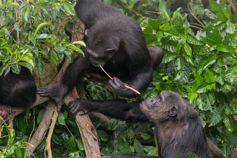 Chimpanser hænger i et træ og bruger en træpind for at få honning ud