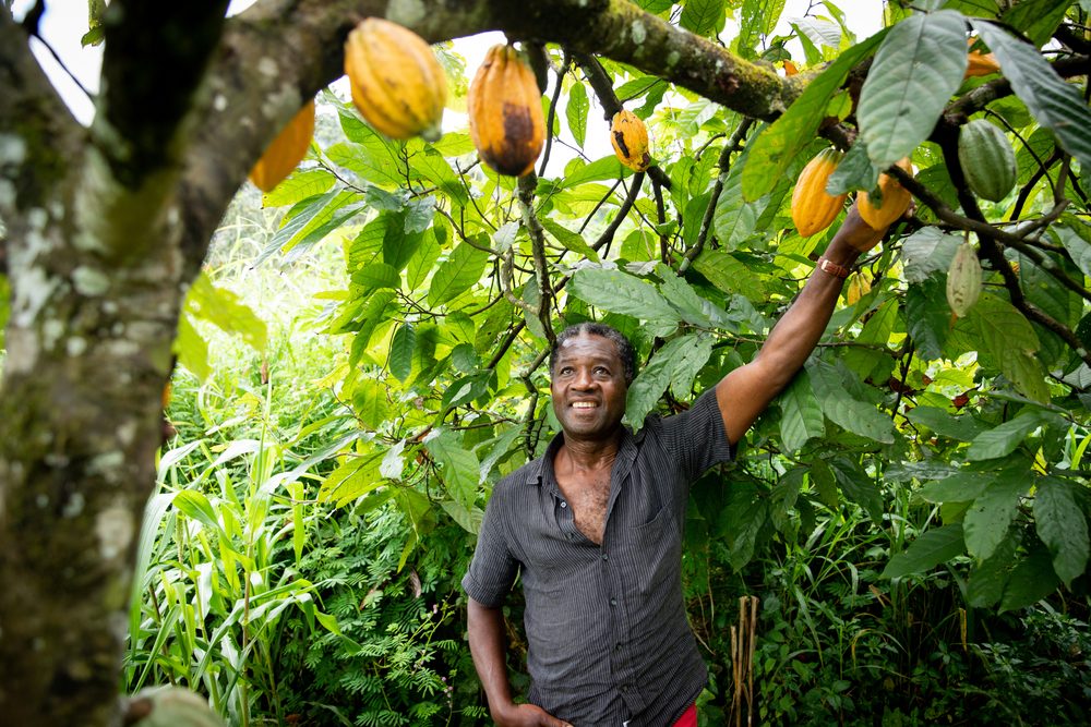 Afrikansk kakaobonde