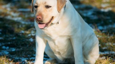 overvægtig hund