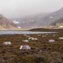 tundra i Sverige