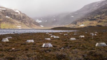 tundra i Sverige