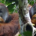 Før og efterbillede af en orangutang, som har behandlet sit eget sår med plantesaft.