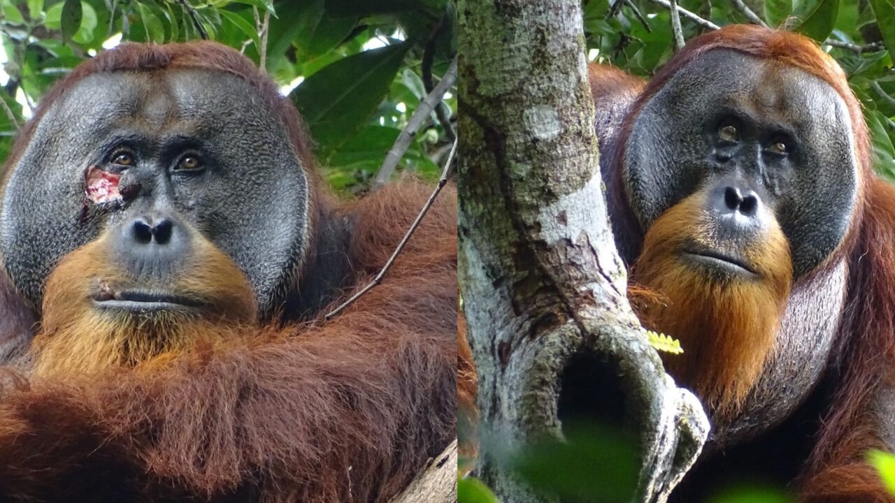 Før og efterbillede af en orangutang, som har behandlet sit eget sår med plantesaft.