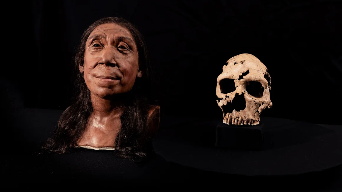 Et rekonstrueret ansigt af en neandertalkvinde og hendes kranie ved siden af