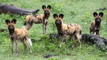 Den afrikanske vildhund