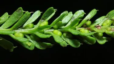Tmesipteris oblanceolata