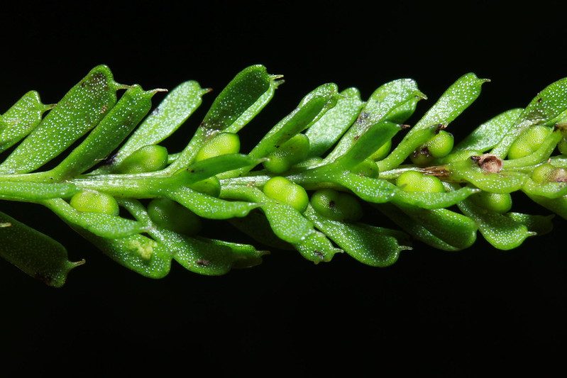 Tmesipteris oblanceolata