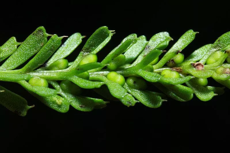 Tmesipteris oblanceolata