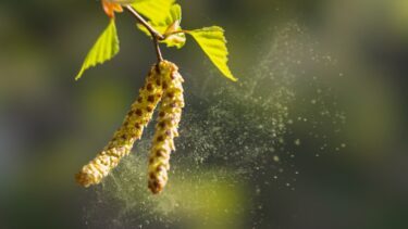 birkepollen dingler i luften