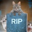 Katte kigger frem bag gravsten