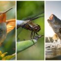 En kolibri, et insekt og en fisk