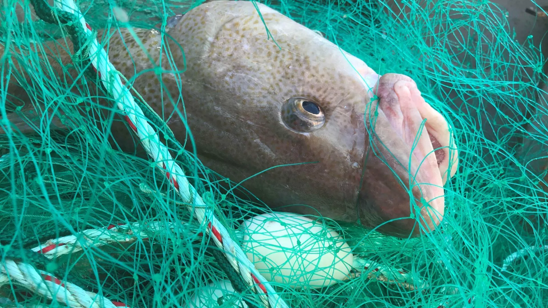 fisk i net
