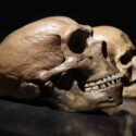Neandertal-kranie