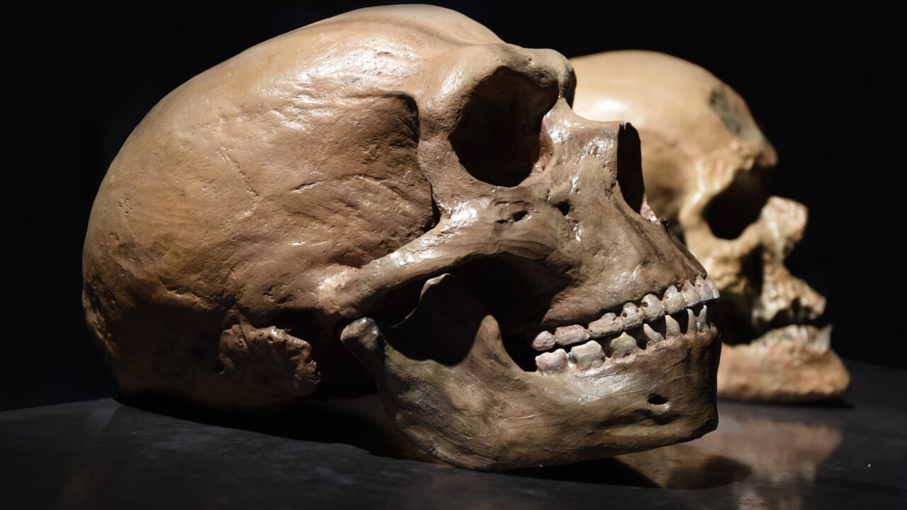 Neandertal-kranie