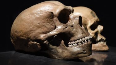 Neandertal-kranie