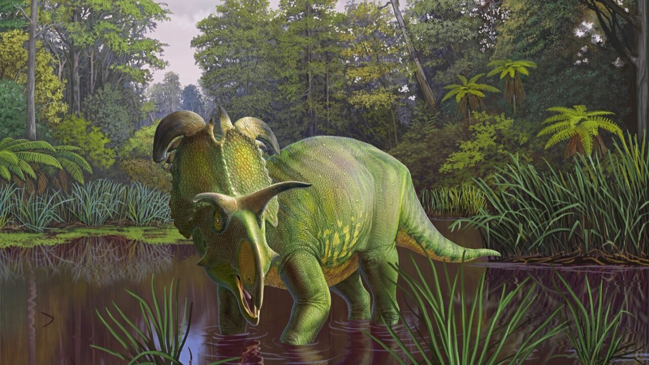 Rekonstruktion af Lokiceratops i 78 millioner år gammelt sumpområde i Montana, USA.