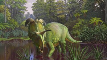 Rekonstruktion af Lokiceratops i 78 millioner år gammelt sumpområde i Montana, USA.