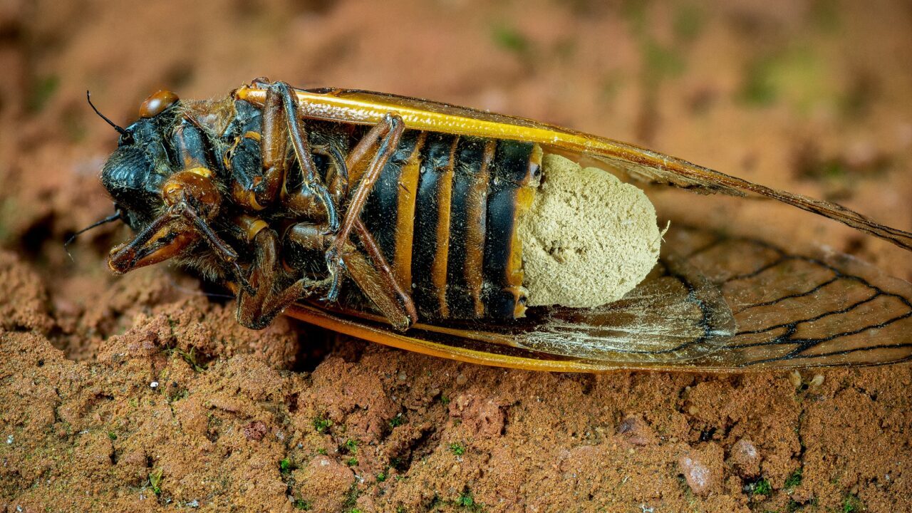 En død cikade, der er inficeret med svampen Massospora cicadina