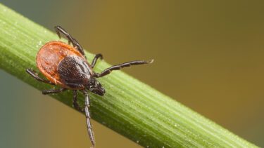Flå flåtbid TBE TBE-vaccine