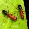Billede af to røde og sorte myrer af arten Florida Carpenter Ants.