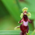 Orkidéen flueblomst.