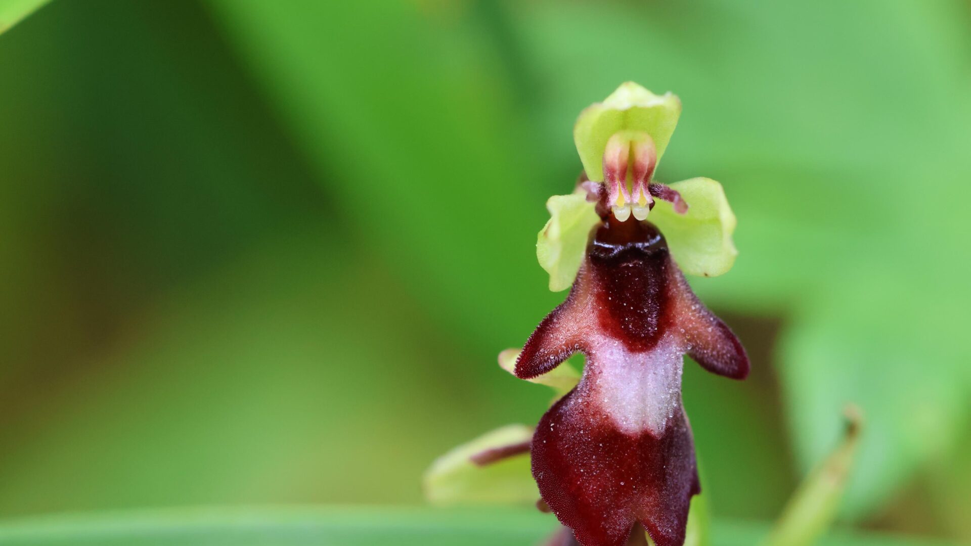 Orkidéen flueblomst.