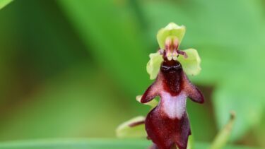 Orkidéen flueblomst.