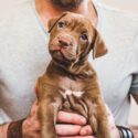 hundehvalp