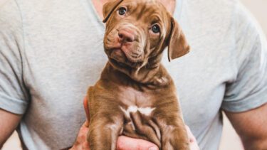 hundehvalp