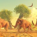 Mammut