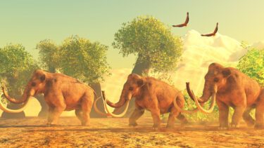 Mammut