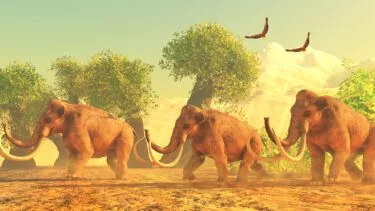 Mammut