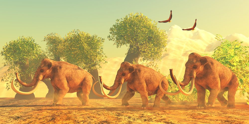 Mammut